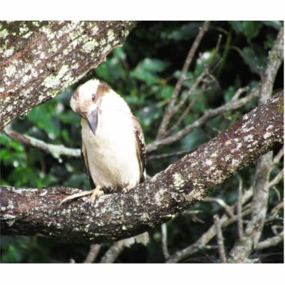 Australian Kookaburra Waiting For Food by realaussie