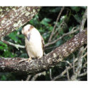 Australian Kookaburra Waiting For Food photo sculptures