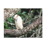 Australian Kookaburra Waiting For Food
