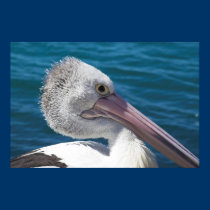 Australian Pelican posters