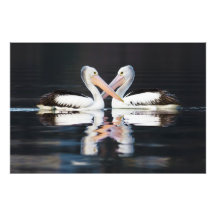 Australian Pelicans Pelecanus Conspicillatus Photographic Print
