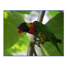 Australian Rainbow Lorikeet Postcard