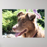 Australian Shepard Autumn 04 Poster