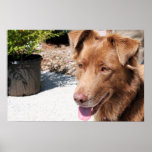 Australian Shepard Autumn 07 Posters