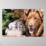 Australian Shepard Autumn 09 Posters