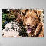 Australian Shepard Autumn 10 Print