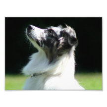 Australian Shepherd Art Photo