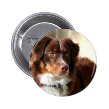 Australian Shepherd button