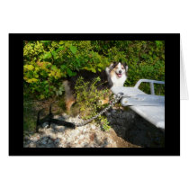 Australian Shepherd by boat anchor Greeting Cards
