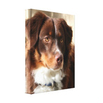 Australian Shepherd Canvas Prints