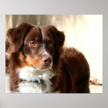 Australian Shepherd canvas print