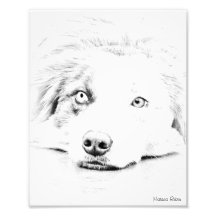 Australian Shepherd dog art Photo Art