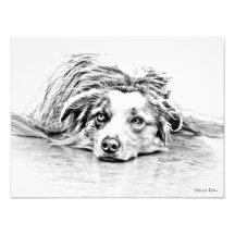 Australian Shepherd dog art Photographic Print