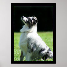 Australian Shepherd dog Poster