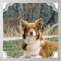 Australian Shepherd Dog Poster Print