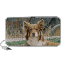 Australian Shepherd Dog Speakers