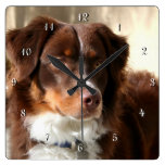 Australian Shepherd dog square clock