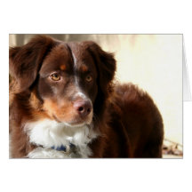 Australian Shepherd greeting card
