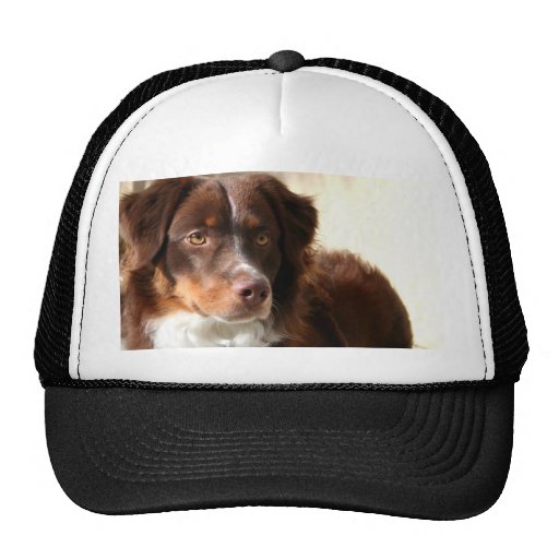 Australian Shepherd hat