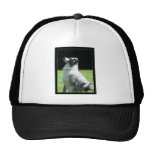 Australian Shepherd hat