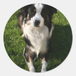 Australian Shepherd Photo Design Sticker