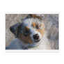 Australian Shepherd Postcard
