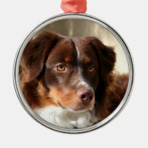 Australian Shepherd round ornament