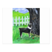 Australian Shepherd sees squirrel Post Cards