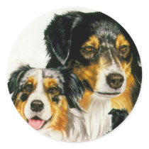 Australian Shepherd