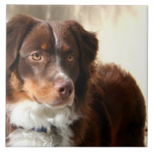Australian Shepherd Ceramic Tile