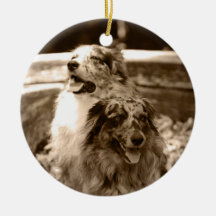 Australian Shepherds Modern Photo Ornament