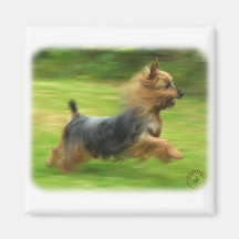 Australian Silky Terrier design Magnets