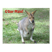 Australian  wallaby postcard