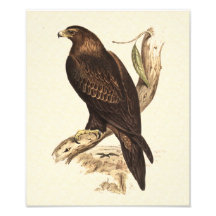 Australian Wedge Tailed Eagle. Huge Bird of Prey. Photograph