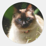 Autocollant avec le beau chat