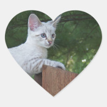 Autocollant blanc de coeur de chat de la savane