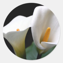 Autocollant blanc de fleur de zantedeschia
