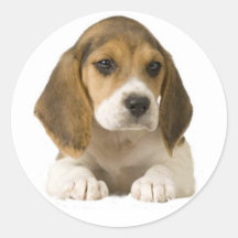 Autocollant de beagle
