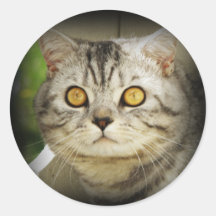 Autocollant de chat repéré par argent