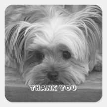 Autocollant de chiot de Yorkshire Terrier de Merci