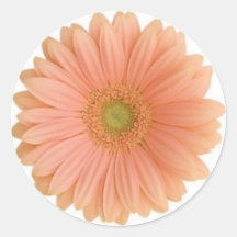 Autocollant de corail de marguerite de Gerbera