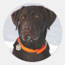 Autocollant de Labrador de chocolat