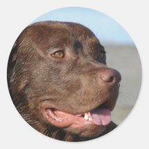 Autocollant de labrador retriever de chocolat