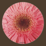Autocollant de marguerite de Gerbera autocollants