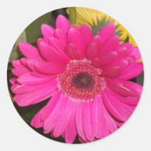 Autocollant de marguerite de Gerbera de Fuschia