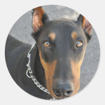 Autocollant de Pinscher de dobermann