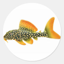 Autocollant de Pleco de soleil de Goldy