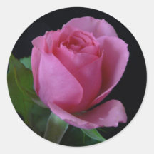 Autocollant de rose de rose