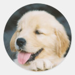 Autocollant heureux de chiot de golden retriever