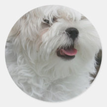 Autocollant maltais blanc de chiot